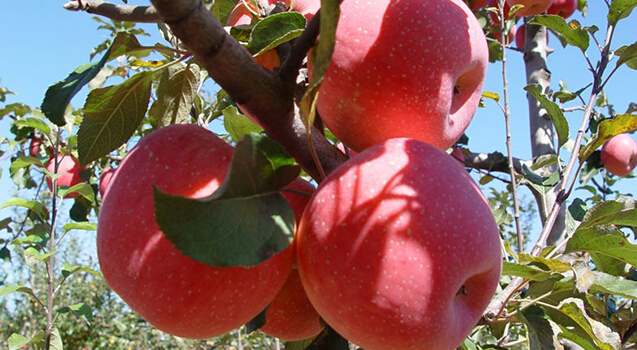 蘋果冷藏庫，蘋果預冷